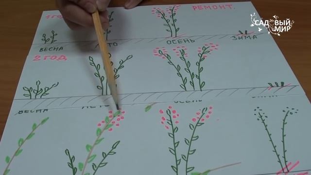 МАЛИНА  РЕМОНТАНТНАЯ  И  ОБЫЧНАЯ