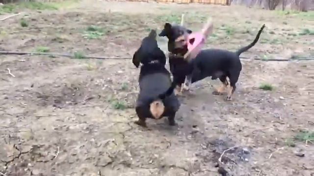 Весёлые таксы любят с тапками играть смотреть онлайн