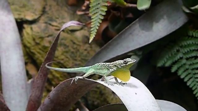 Anolis roquet summus droht смотреть онлайн