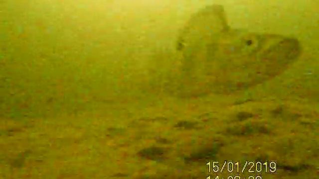 Окунь - крупный план. Подводная камера Underwater camera calypso uvs-03 смотреть онлайн