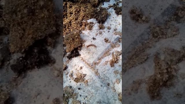 Сумасшедшая двухвостка смотреть онлайн
