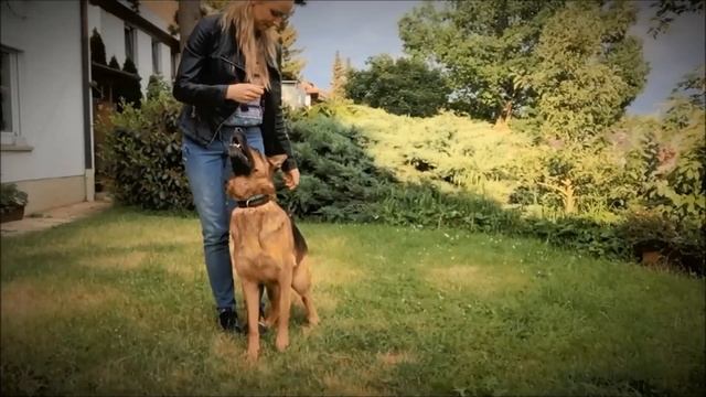 Дрессировка собаки: Команда Зайка | КАК НАУЧИТЬ СОБАКУ КОМАНДЕ ЗАЙКА смотреть онлайн