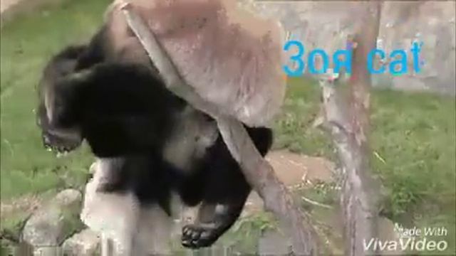 Почему панды на грани вымирания?Сейчас вы все увид смотреть онлайн