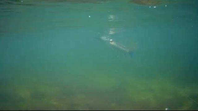 Азовское море, подводная охота 2021, ПОВЕЗЛО... смотреть онлайн