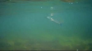 Азовское море, подводная охота 2021, ПОВЕЗЛО...