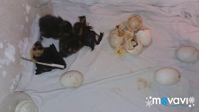 вывод утят / Инкубация утиного яйца /  Incubation Of Duck Egg