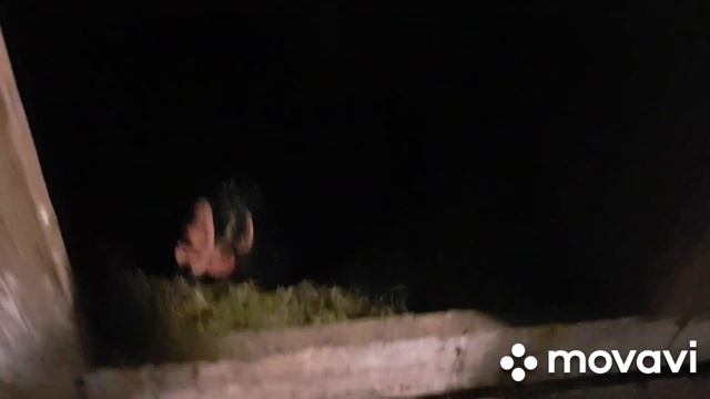 КУРАМ зелень На Зиму./ БИЛЕФЕЛЬДЕРЫ разочаровали. смотреть онлайн