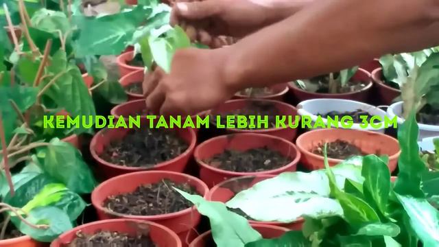 MENANAM SYINGONIUM/SPALSHING WHITE BUTTERFLY VARIEGATA смотреть онлайн