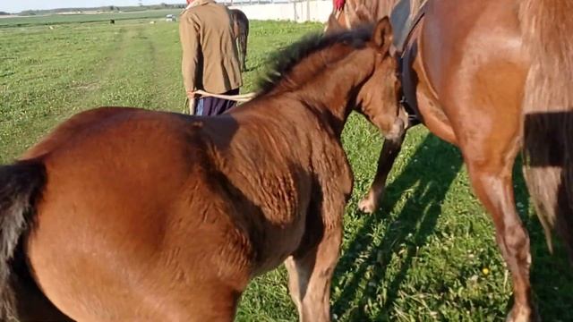 Купил кабылицу Розу и жеребенок Вьюга смотреть онлайн