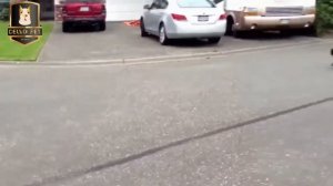 Драки между собаками и кошками: кошка атакует собак, собаки атакуют кошек