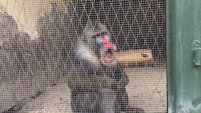 ZOO VLOG🐒 смотреть онлайн