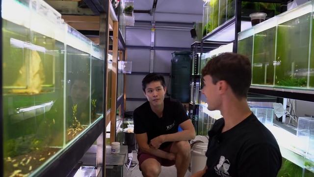 The Master of Shrimp and Guppies | In Depth Tour смотреть онлайн