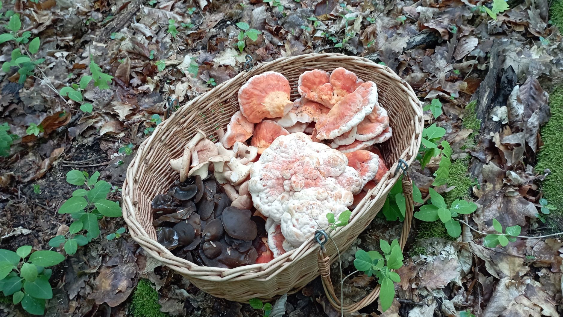 За ВЕСЕННИМИ грибами! 23 апреля 2023 года. смотреть онлайн