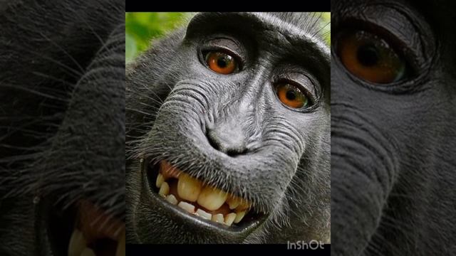 MCЮрась-макака смотреть онлайн