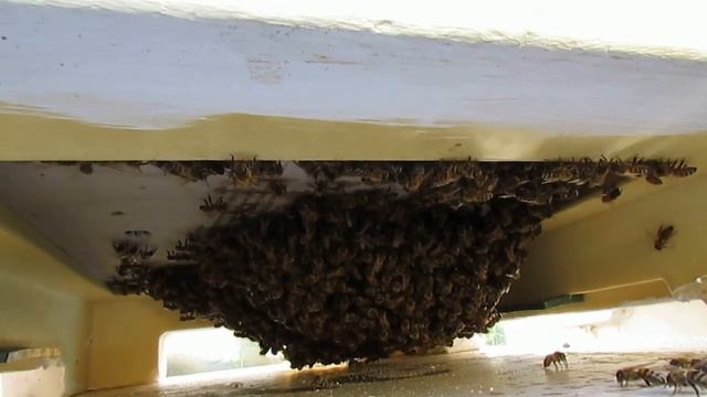 сетчатое дно в улье , открывать на лето или нет, пусть пчелы определят и подскажут - прошло 16 дней смотреть онлайн