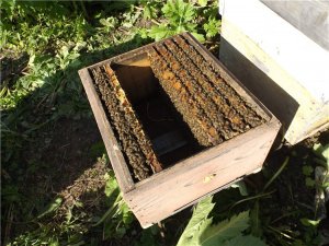 что делать если весною в семье нет матки