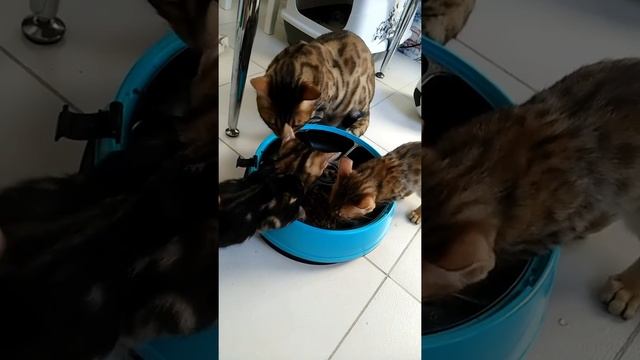 Голодный мраморный бенгал, котёнок смотреть онлайн