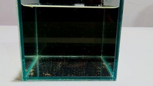 ЯЙЦА ДАФНИИ(ЭФИППИИ моины)ГДЕ КУПИТЬ!КАК ВЫВЕСТИ!