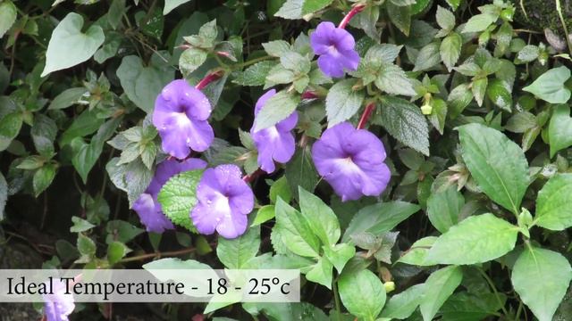 Achimenes Plant Care / Achimenes Flower, How to Grow Achimenes Shade Loving flower. смотреть онлайн