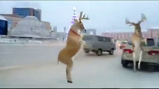 Олень посреди города Якутск смотреть онлайн