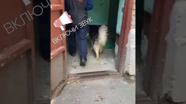 Сказочный "волк" Дюк в поисках своего Человека смотреть онлайн