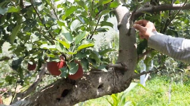 Dark Baron Gala Apple 2020