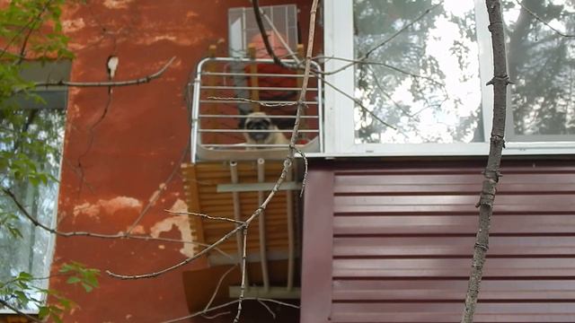 мопс в клетке на балконе.Когда хотели попугайчика, а купили собаку. смотреть онлайн