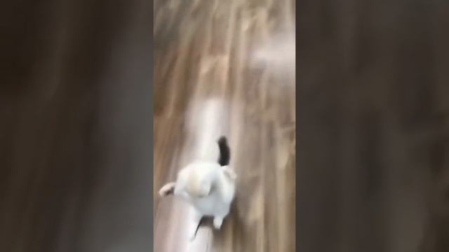 cute cats Funny cats#shorts #cat #pets #funny смотреть онлайн