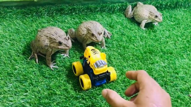 Best Fighters Frog ?  Funny Frog Screaming Frog ?