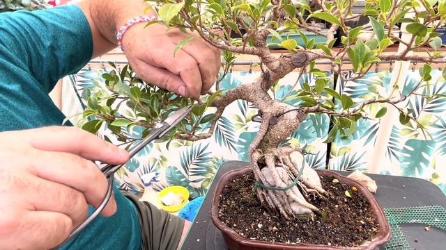 🍃 Equilibrando crecimientos Defoliado del Ficus Tiger Bark en roca doble смотреть онлайн