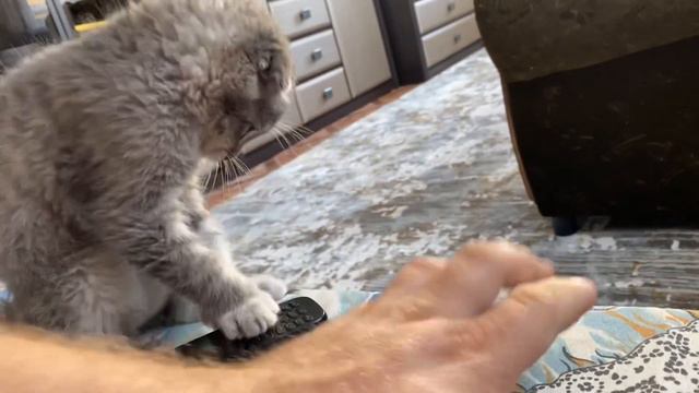 ШОТЛАНДСКИЙ КОТ НЕ ДАЕТ ПОСПАТЬ УТРОМ 😸😆 смотреть онлайн