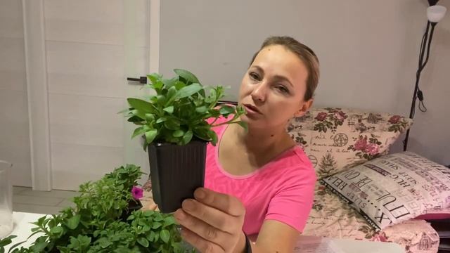 ОБЗОР ВЕГЕТАТИВНЫХ ПЕТУНИЙ в феврале, купленных черенками в интернет-магазине. Черенкование петуний смотреть онлайн