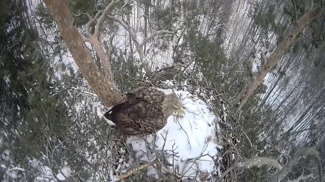 Гнездо на сосне орлана-белохвоста в нацпарке «Нижняя Камая», Татарстан 1 смотреть онлайн