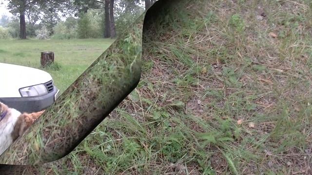 Колли и шелти конкурсы Collie and shelty contests смотреть онлайн