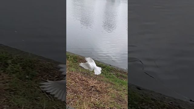 Белый голубь в 960fps смотреть онлайн