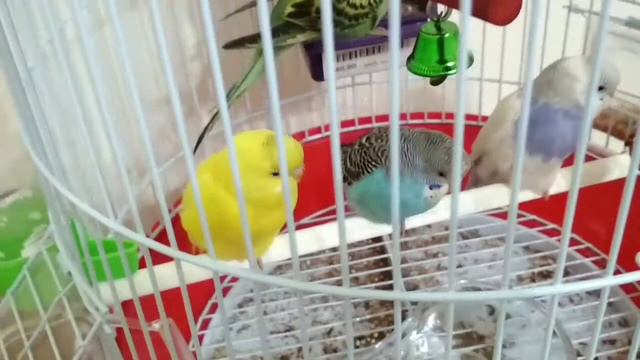 Батл попугаев смотреть онлайн