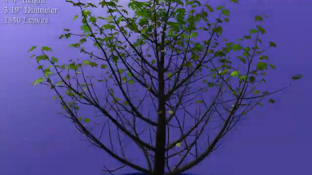 GoBonsai(Изучаем бонсай) смотреть онлайн