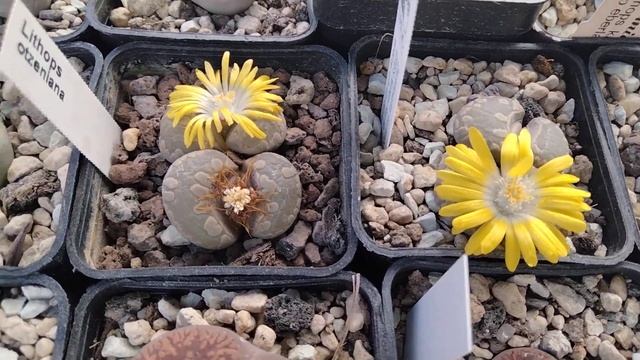 Опыление кактусов.Астрофитумы расцвели.Цветение литопсов.Эхинопсис цветет.Kakteen.Lithops. смотреть онлайн
