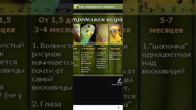 Волнистый попугайчик.Определение возраста.