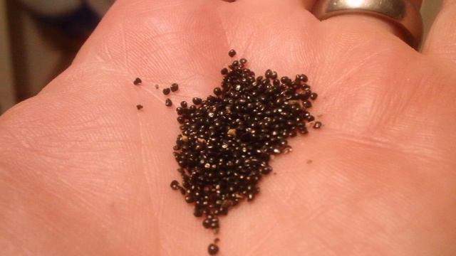 Blue Venus Flytrap Ebay Scam ! смотреть онлайн