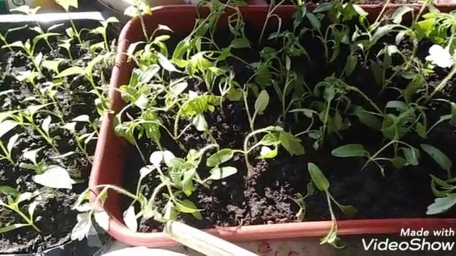 Распикировала помидоры и перцы. смотреть онлайн