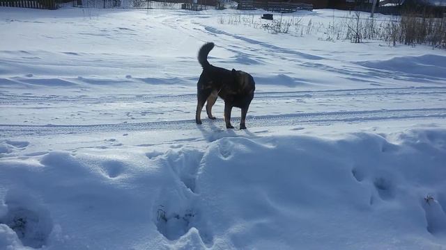 Мой пёс Джейкоб! Прогулка в селе,возле дома. смотреть онлайн