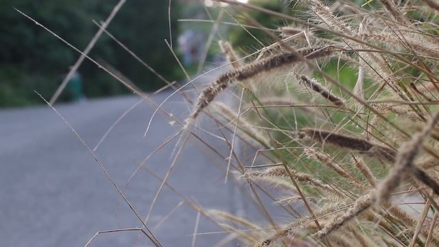 #кФигуреАрнольда Программа тренировок. О питании. День ног. смотреть онлайн