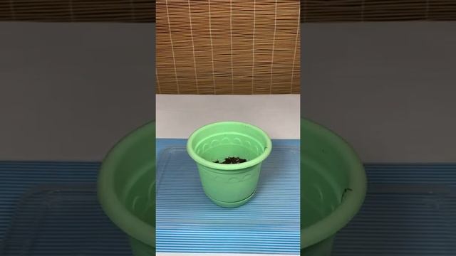 Обрезка и пересадка пуансеттии #shorts #пуансеттия #poinsettia смотреть онлайн