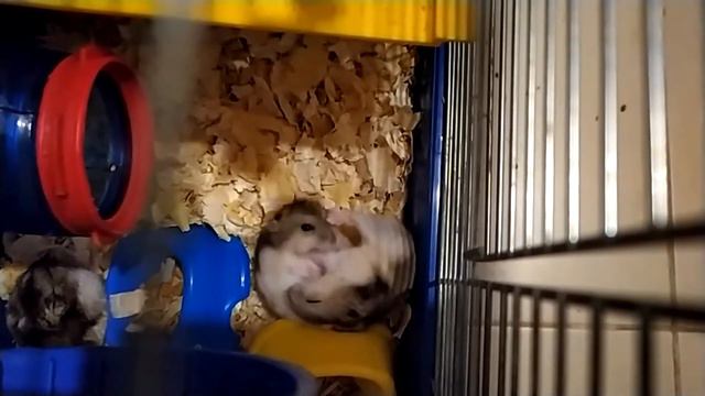 Бой хомяков в замедленной съемке смотреть онлайн