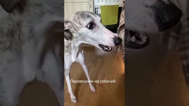Переводчик на собачий) смотреть онлайн