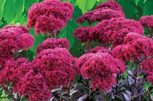 Посконник РЕЛАКС АРТ-ТЕРАПИЯ ИМПРОВИЗАЦИЯ композитор Виктор Анохин #piano #instrumentalmusic #цветы