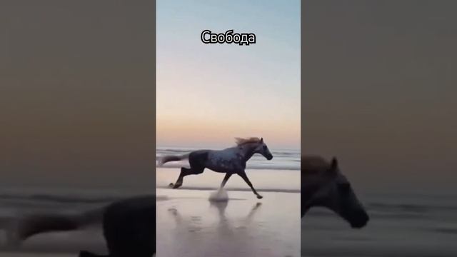 Красивые стихи о свободе смотреть онлайн