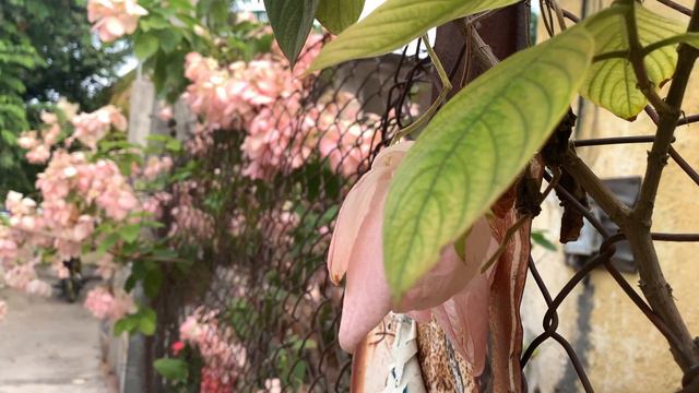 mussaenda, nardos смотреть онлайн