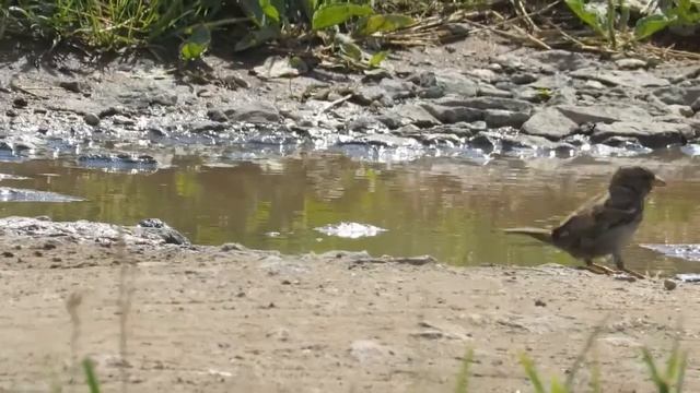 Городские ласточки и другие птицы смотреть онлайн